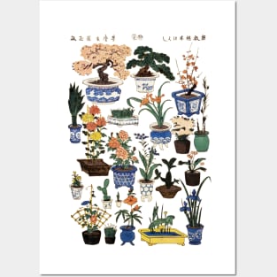 Japanese bonsai tree Posters and Art